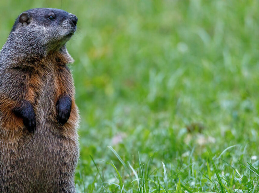 Groundhog Day: Wiarton Willie predicts Canada will have an early spring