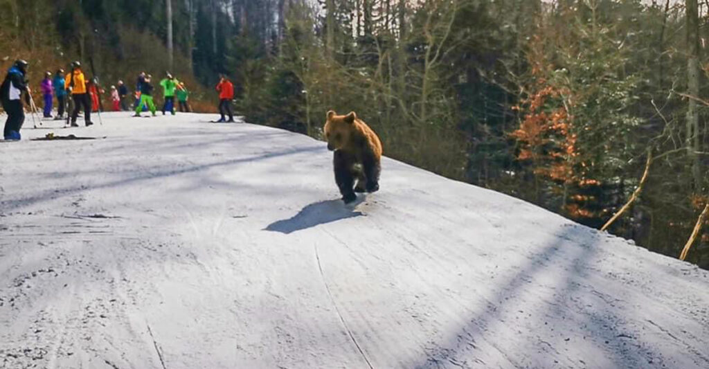 Bear chases ski instructor