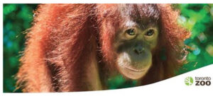 Toronto zoo Orangatuan exhibit