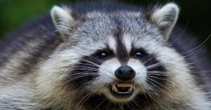 raccoon bites