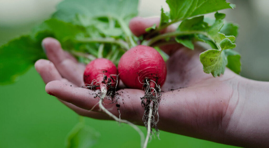 Toronto garden allotments to open early