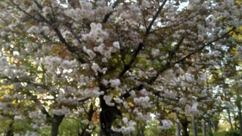 Cherry blossoms at High Park can be viewed from a distance