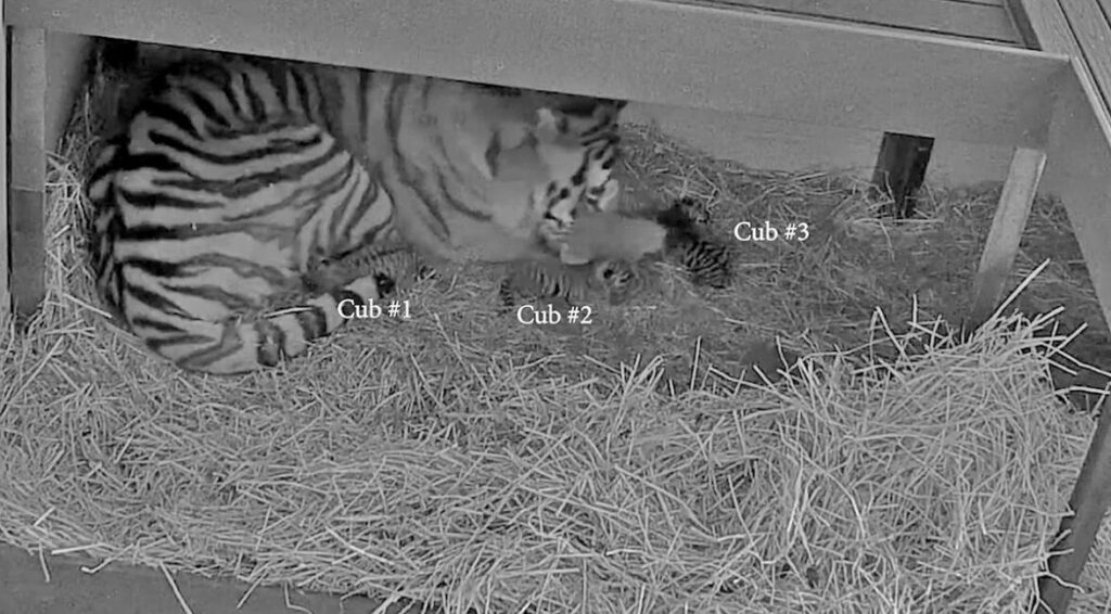 3 Amur Tier cubs born at Toronto Zoo