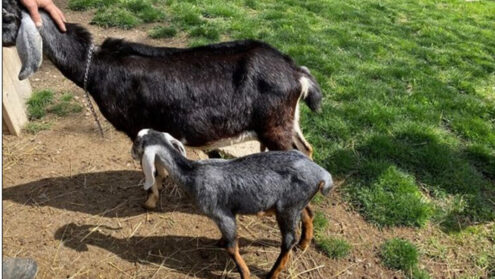 Baby goat stolen from Riverdale Farm