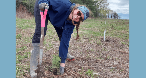 26,000 trees are being planted in a Toronto park