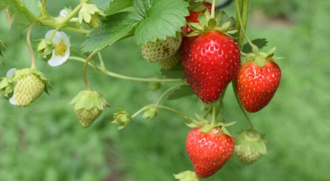 Strawberries can keep your mind young