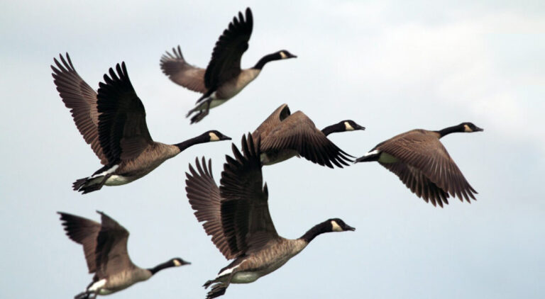 Toronto is for the birds