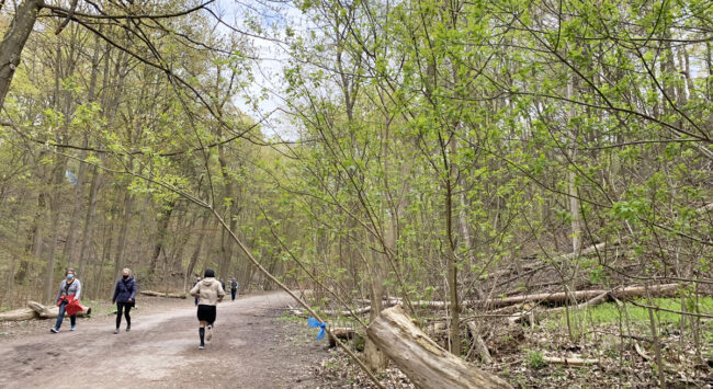 Best places to go for a walk in Toronto