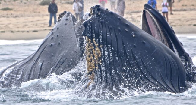 Lobster diver swallowed by whale