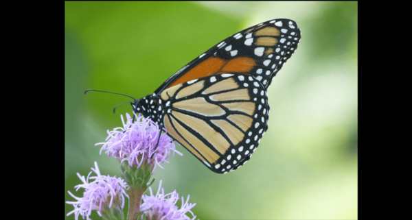 Monarch butterfly monitoring blitz