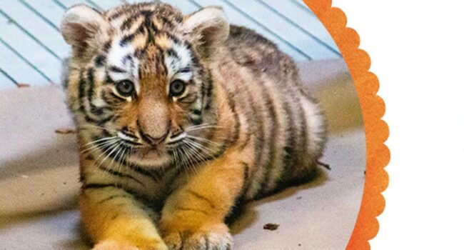 Name the tiger cub at Toronto Zoo