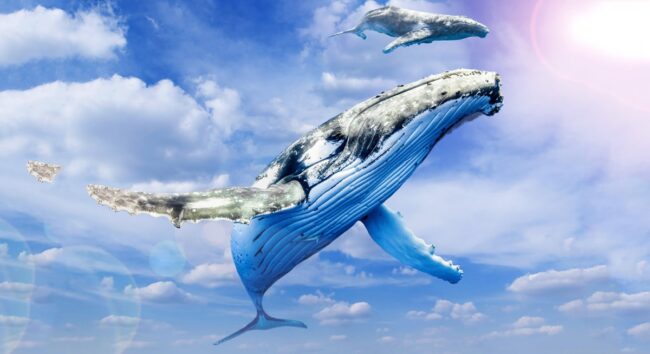 Redpath Waterfront Festival trail