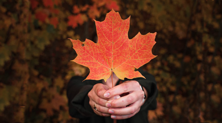 Canada Immigration Consultant Guide