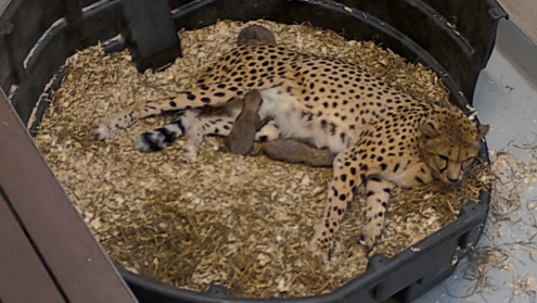 Cheetah cubs born at Toronto Zoo