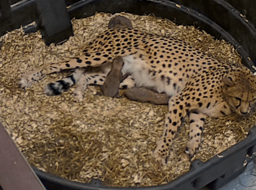Three adorable Cheetah Cubs born at Toronto Zoo - Watch video - Toronto  Times