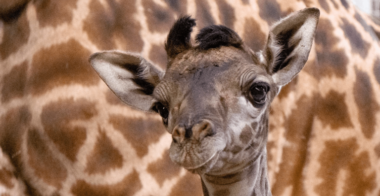 Baby giraffe Toronto Zoo