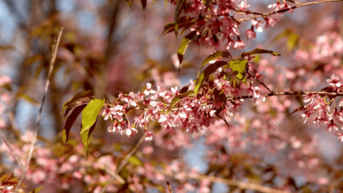 Toronto Cherry Blossom Watch