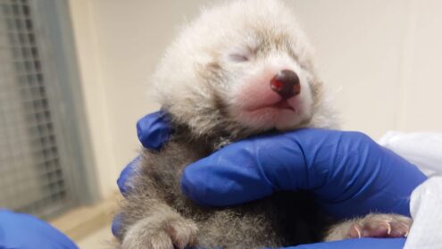 Red PAnda born at Toronto Zoo