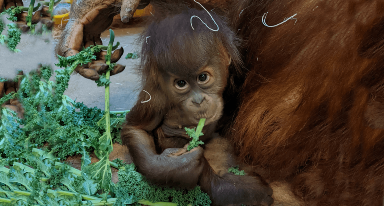 Introducing Wali Toronto Zoo baby orangutan