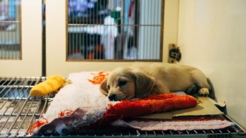 What is parvo in dogs