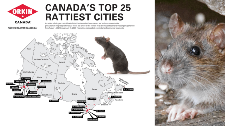 Toronto is Canada's rattiest city