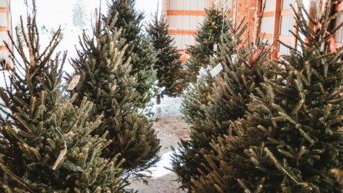 Jameson hosts a Christmas tree lot at Stackt