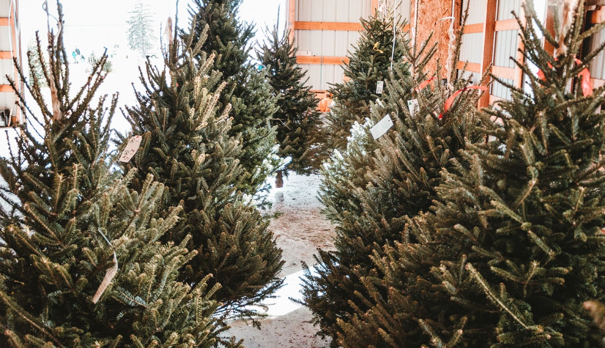 Jameson serves Torontonians Irish Whiskey and citysize Canadian