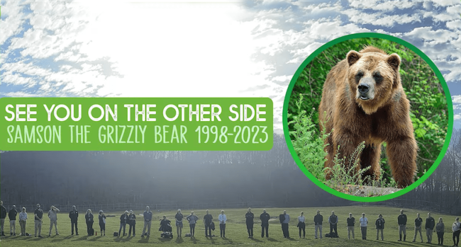 Toronto Zoo bids farewell to Samson the Grizzly bear
