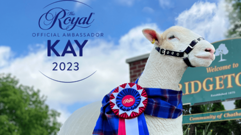 Meet Kay The Royal ambassador 2023