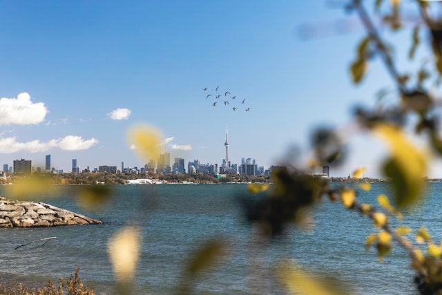 Birds flying above Lake Ontario