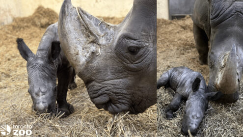 Baby White Rhino at Toronto Zoo