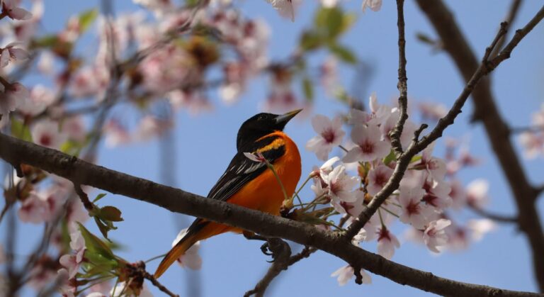 High Park Cherry Blossom guide