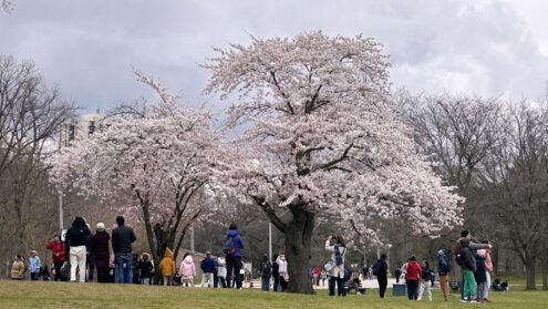 High Park Cherry Blossoms peak