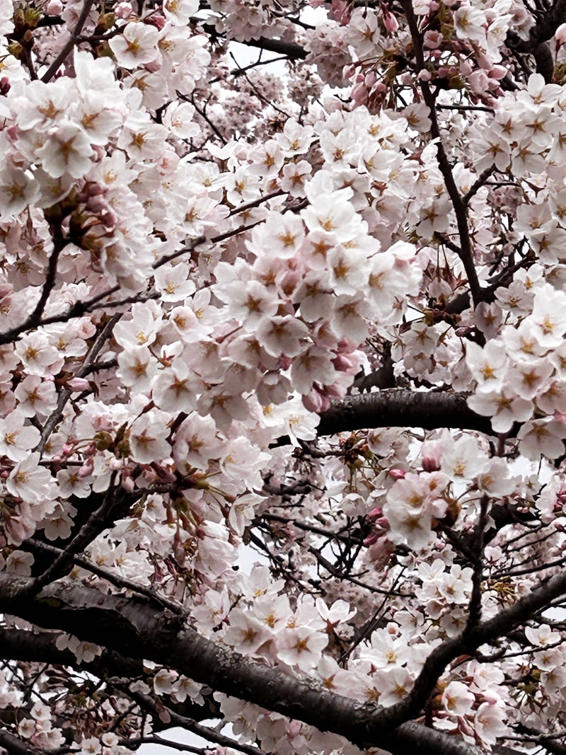 Toronto cherry blossoms in High Park reach peak bloom soon