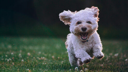 How to prevent dog parasites