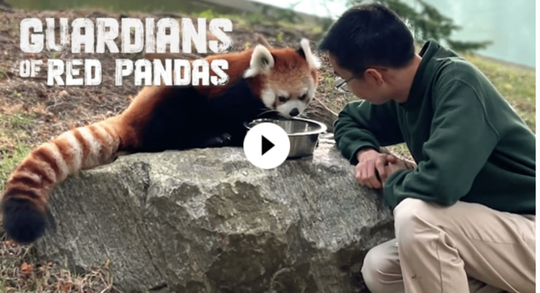 Two Red Panda cubs born at Toronto Zoo