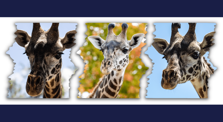 Matu a young Masai Giraffe dies at Toronto Zoo