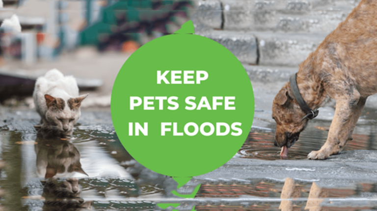 Keep pets safe in floods