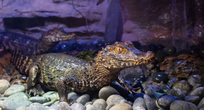 Dragons opens at Ripley's Aquarium in Toronto