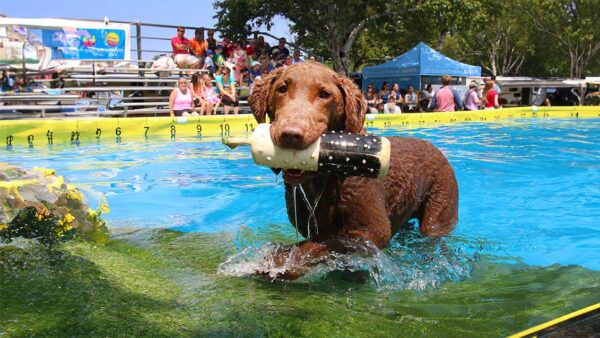 Toronto Waterfront Festival 2024 lineup