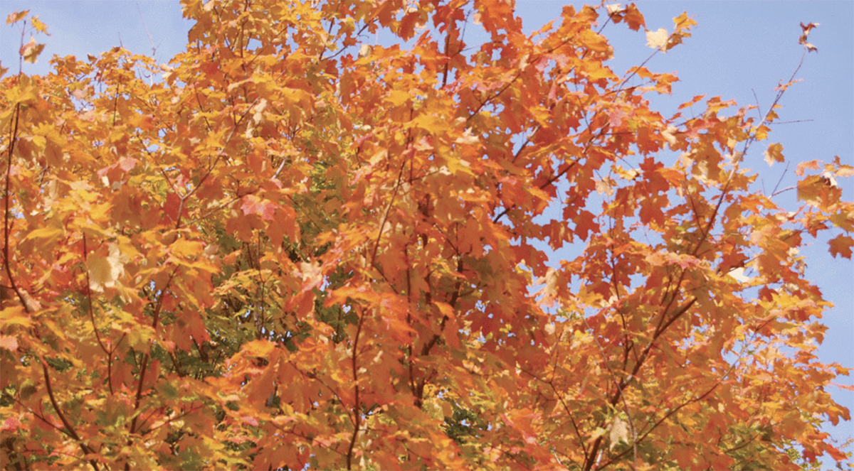 Best places to see fall colour in Mississauga Toronto Times