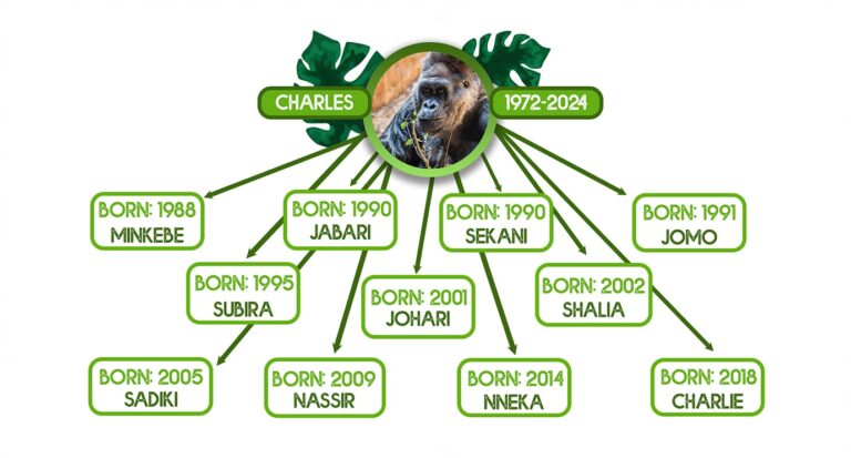 Toronto Zoo celebrates the life of Charles the Silverback Gorilla