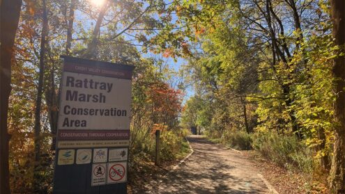 Best places to see fall colour in Mississauga