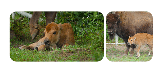 Wood bison calf born at zoo using groundbreaking method