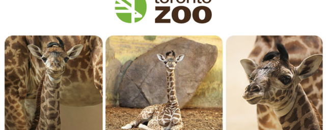 Video of baby giraffe being born in Toronto