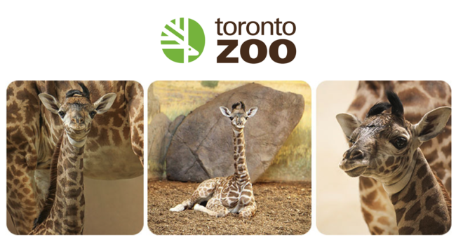 Toronto Zoo Shares Incredible Video of Birth of Masai Giraffe Calf ...